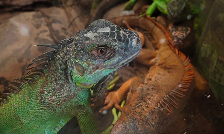 silent invaders biodiversity at risk